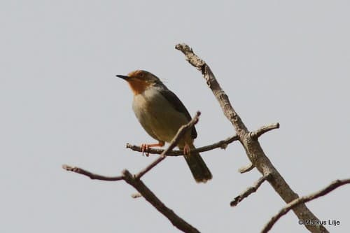Bamenda Apalis