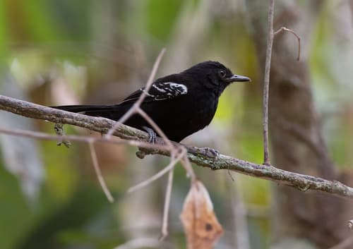Bananal Antbird