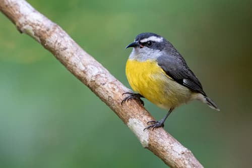Bananaquit