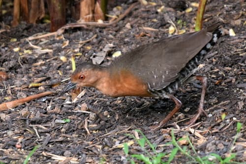 Band-bellied Crake