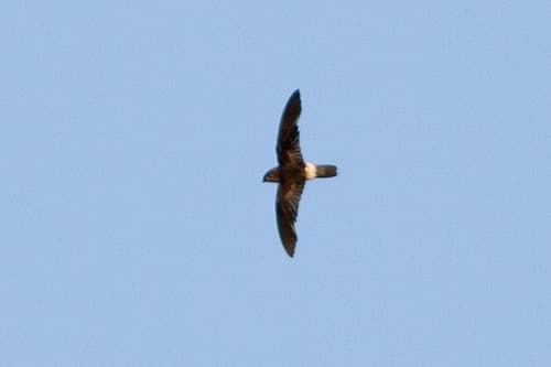 Band-rumped Swift