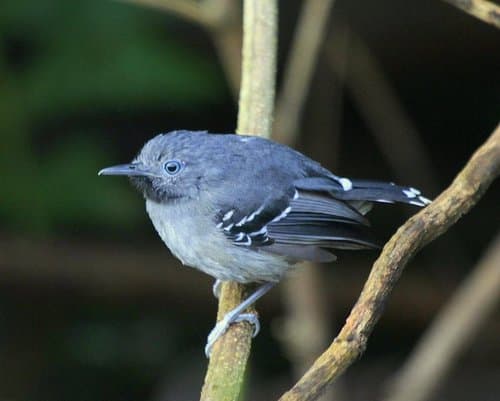 Band-tailed Antbird