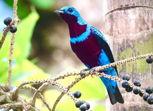 Banded Cotinga