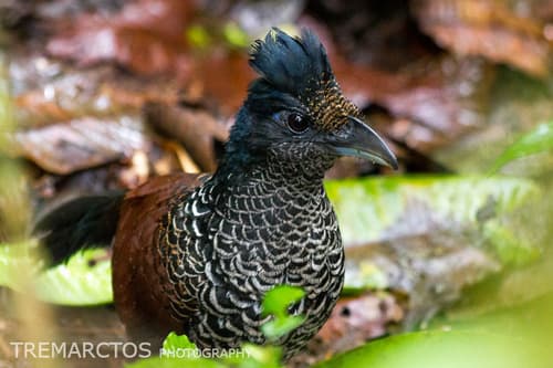 Banded Ground-Cuckoo