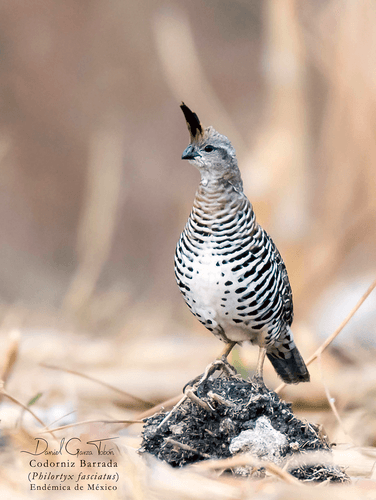 Banded Quail