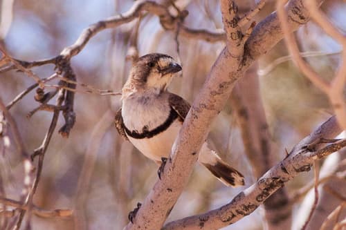 Banded Whiteface