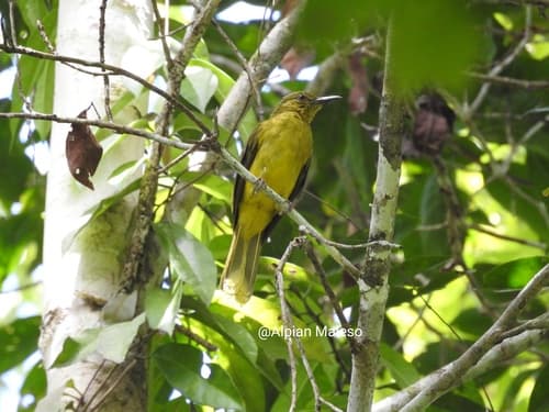 Banggai Golden-Bulbul
