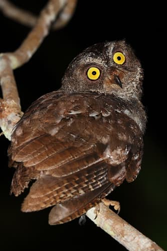 Banggai Scops-Owl
