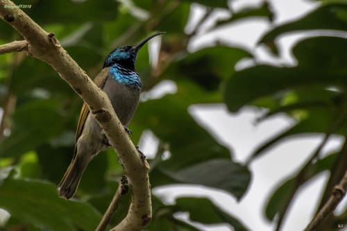 Bannerman's Sunbird