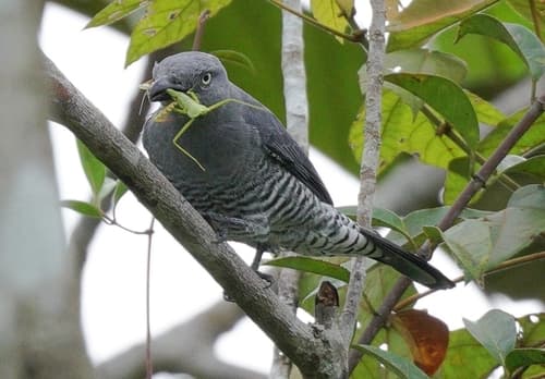 Bar-bellied Cuckooshrike