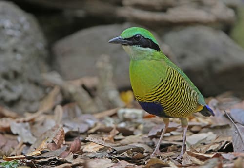 Bar-bellied Pitta