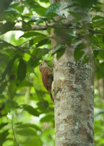 Bar-bellied Woodcreeper