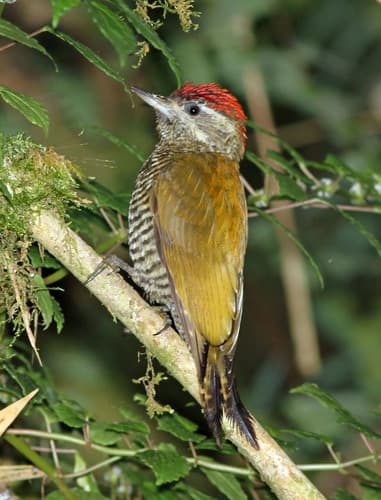 Bar-bellied Woodpecker