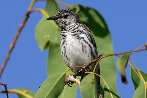 Bar-breasted Honeyeater