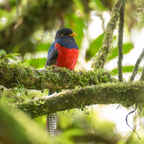 Bar-tailed Trogon
