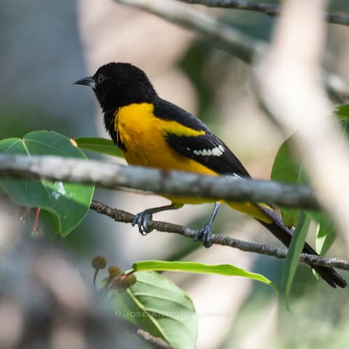 Bar-winged Oriole