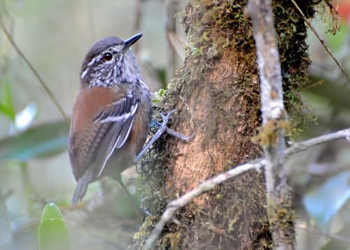 Bar-winged Wood-Wren
