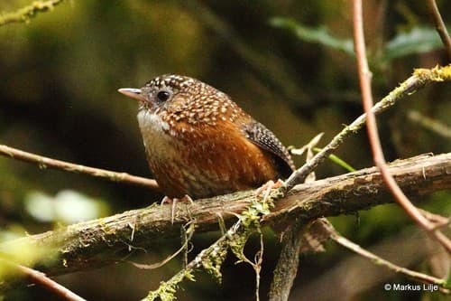 Bar-winged Wren-Babbler