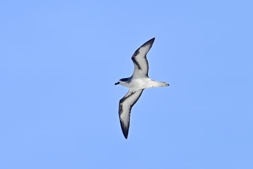 Barau's Petrel