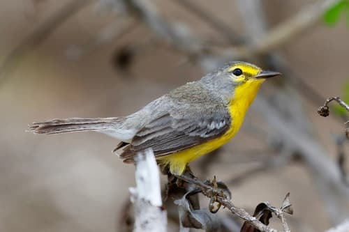 Barbuda Warbler