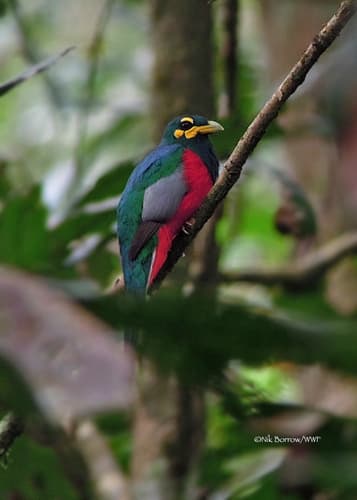Bare-cheeked Trogon