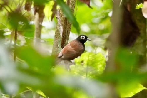 Bare-eyed Antbird