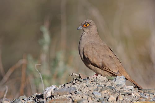 Bare-eyed Ground Dove