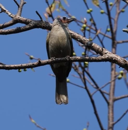 Bare-faced Bulbul