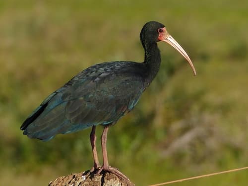 Bare-faced Ibis