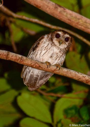 Bare-legged Owl