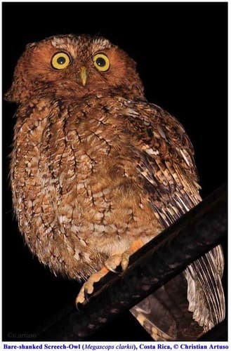 Bare-shanked Screech-Owl