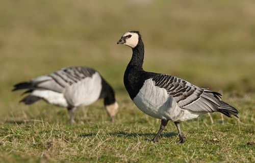 Barnacle Goose