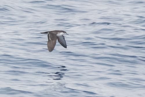 Barolo Shearwater