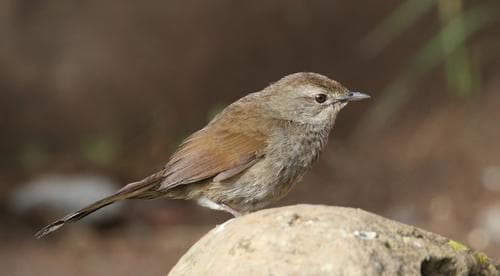 Barratt's Warbler