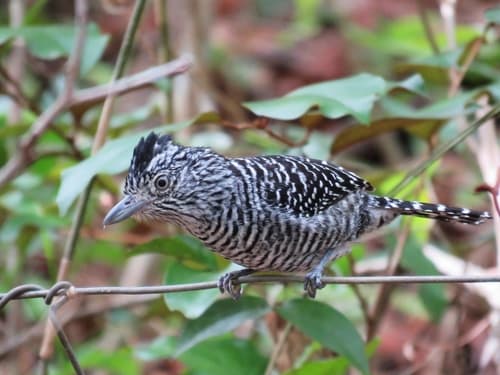 Barred Antshrike