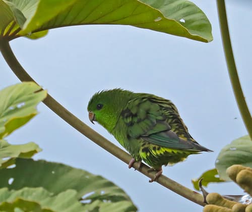 Barred Parakeet