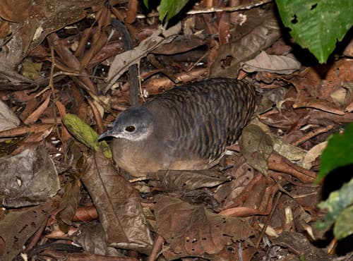 Bartlett's Tinamou