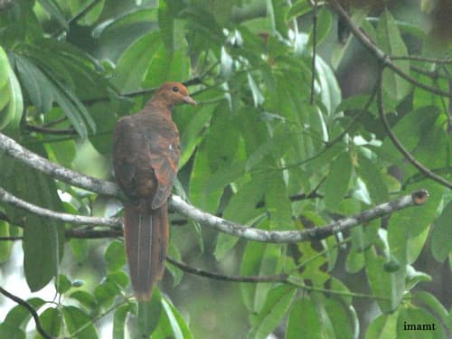 Barusan Cuckoo-Dove