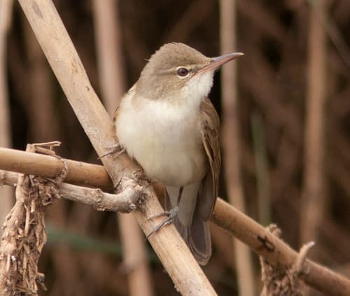 Basra Reed Warbler