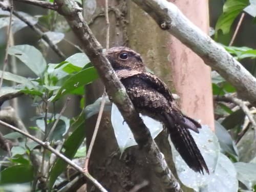 Bates's Nightjar