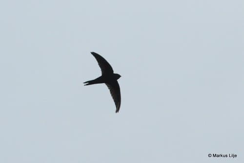 Bates's Swift
