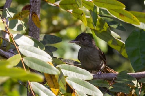 Baumann's Greenbul