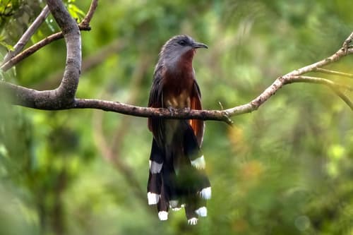Bay-breasted Cuckoo
