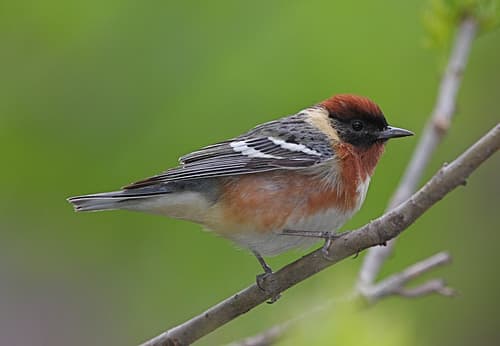 Bay-breasted Warbler