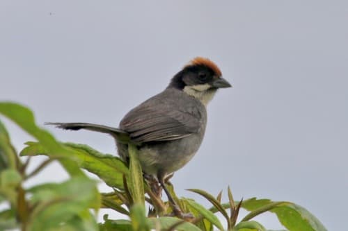 Bay-crowned Brushfinch