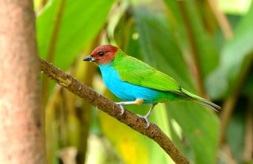 Bay-headed Tanager