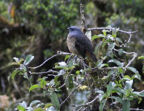Bay-vented Cotinga