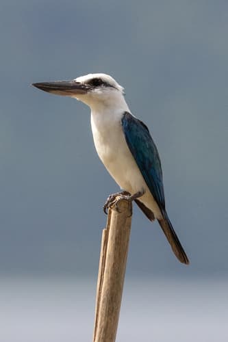 Beach Kingfisher