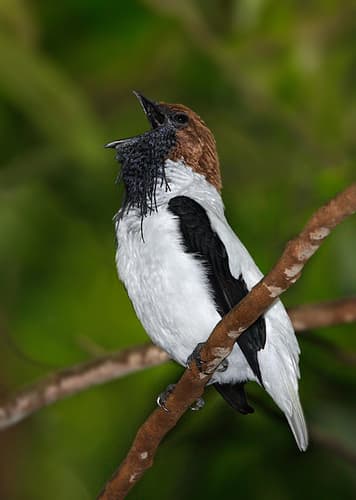 Bearded Bellbird