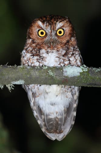 Bearded Screech-Owl